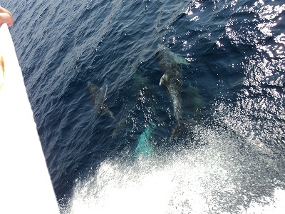 Delfini Marea Egee
